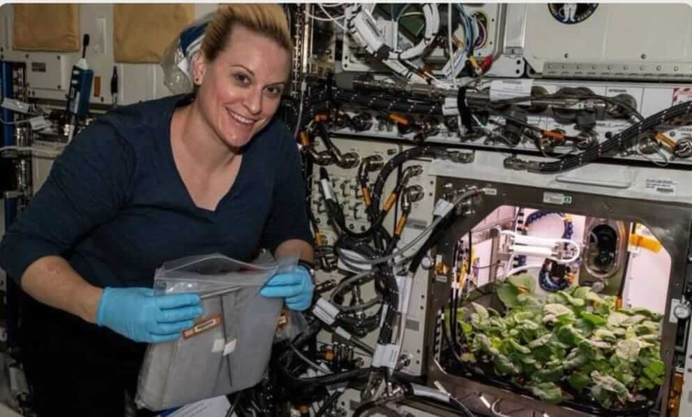 Radish farming in space