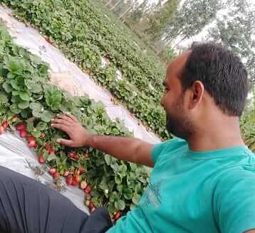 vegetable farming