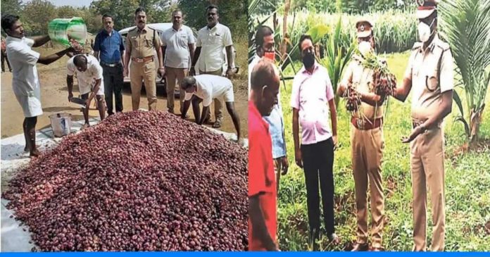 Prisoners of tiruchi central jail starts farming grows Onion in jail