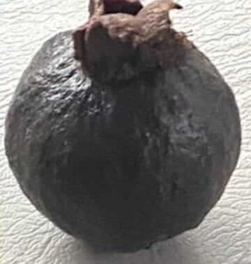 Black guava