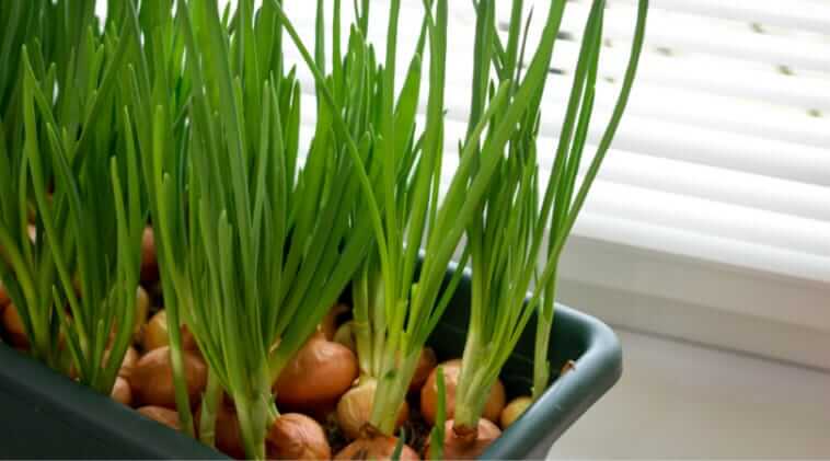 Onion farming ideas