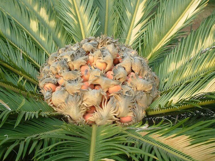 cycads cultivation in UK 