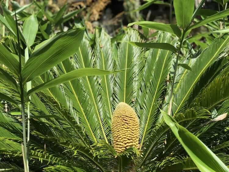  cycads cultivation in UK