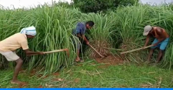 B farmer earning lakh from grass