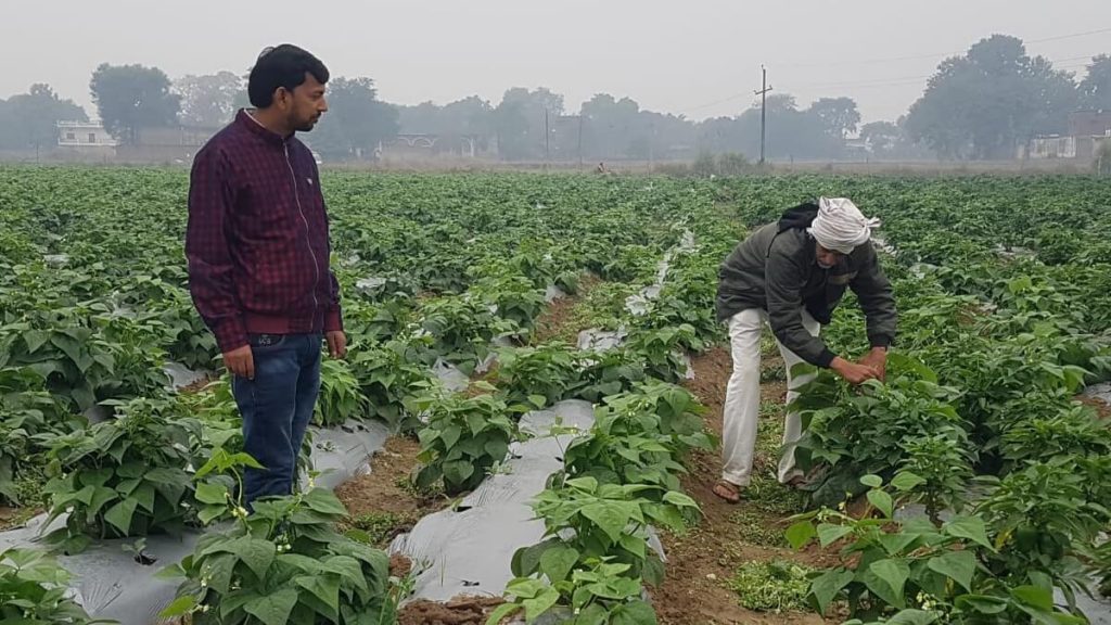 Organic farming by two friends in utter Pradesh