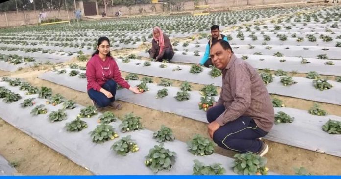 Ramesh Mishra Strawberry farming