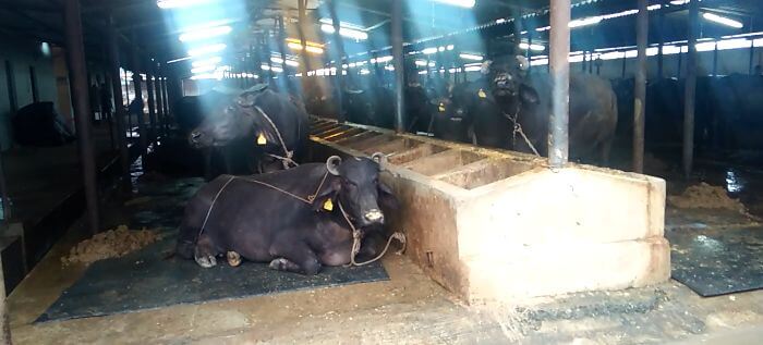 Music system in dairy farm