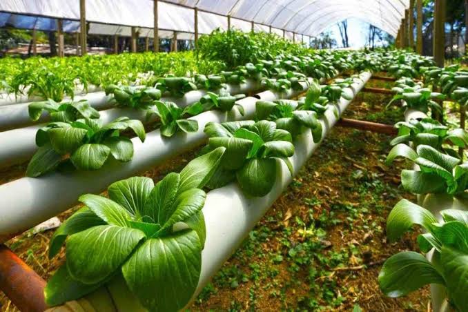 Nano technology farming