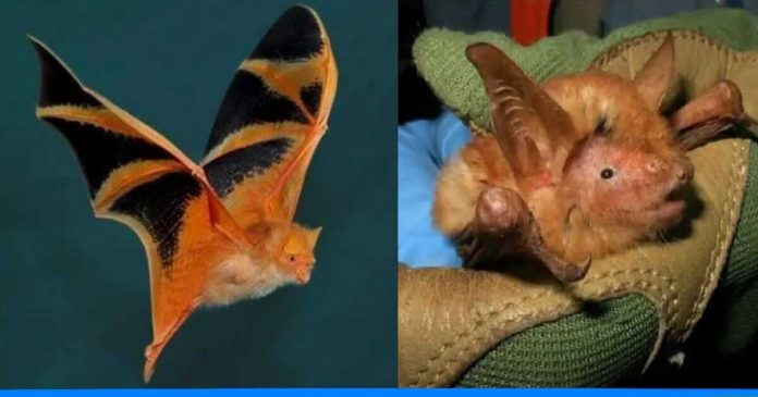 Bats found of orange colour