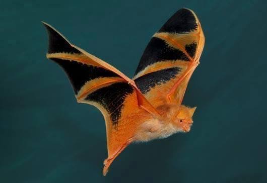 Bats found of orange colour