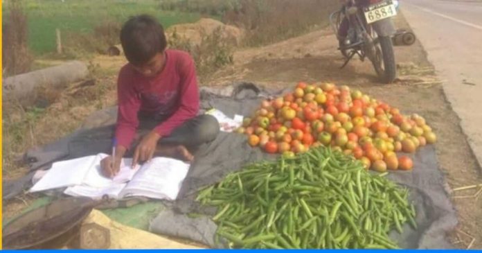 Boys studying while selling vegetables