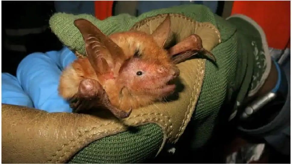 Bats found of orange colour