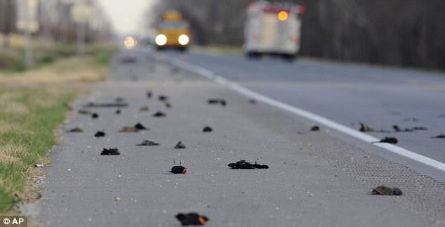 Rome street covered with death birds after new year fireworks