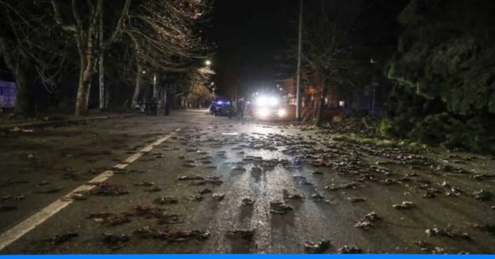 Rome street covered with death birds after new year fireworks