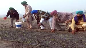 Farmer grow vegetable in Burari ground