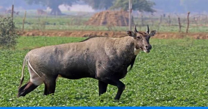 Farmer finds way to save crop by nilgai