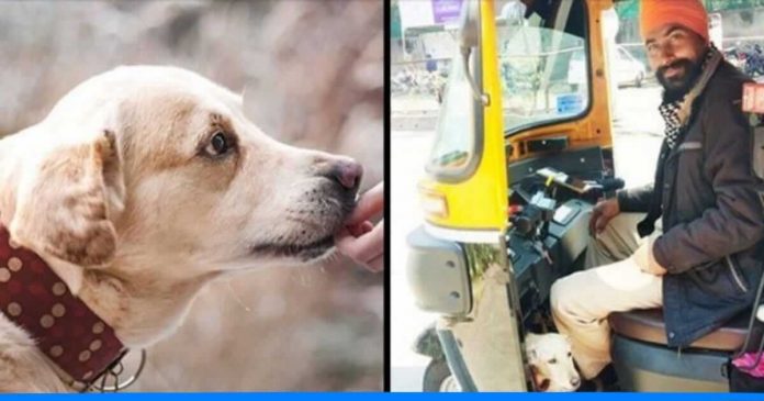 Auto driver with his dog