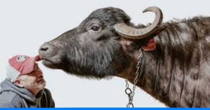 municipal corporation imposed fine on owner of buffalo