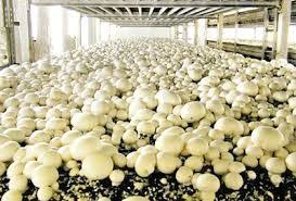  Mushroom farming