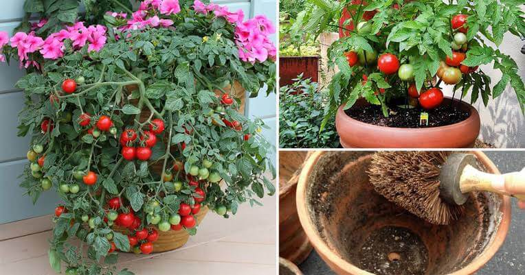 Learn to grow tomato in pot