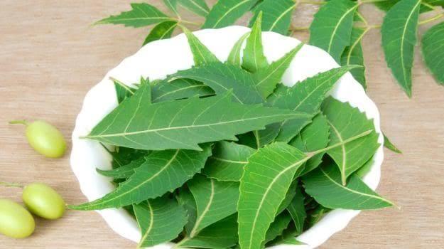 Neem leaf