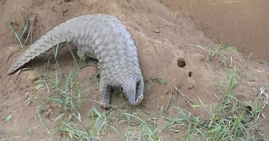 Lady forest officer rescued pangolin 