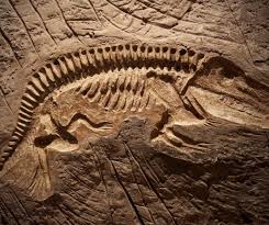 Oldest animal fossil found in Bhopal