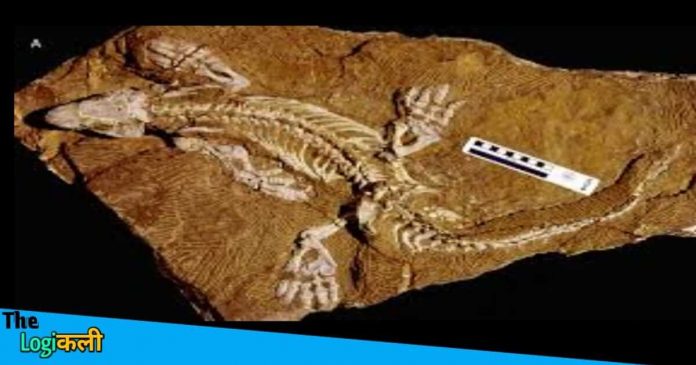 Oldest animal fossil found in Bhopal