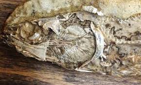 Oldest animal fossil found in Bhopal