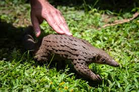 Lady forest officer rescued pangolin 