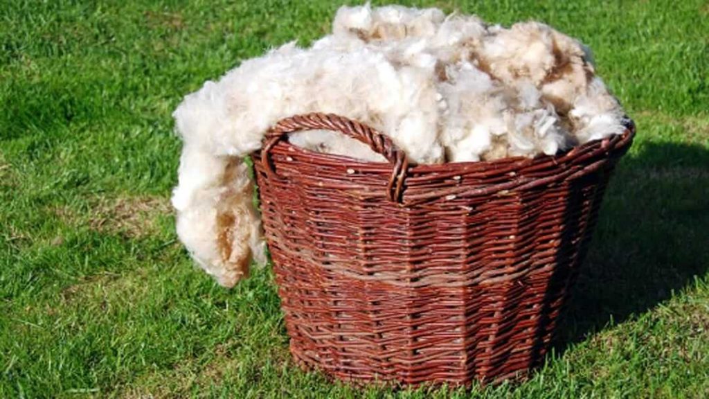 35 kg wool obtained from sheep