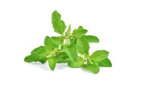 Tulsi leaf