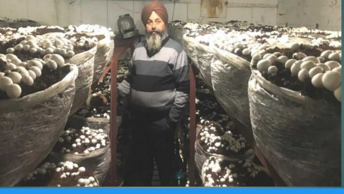 Punjab mashroom king earning crores