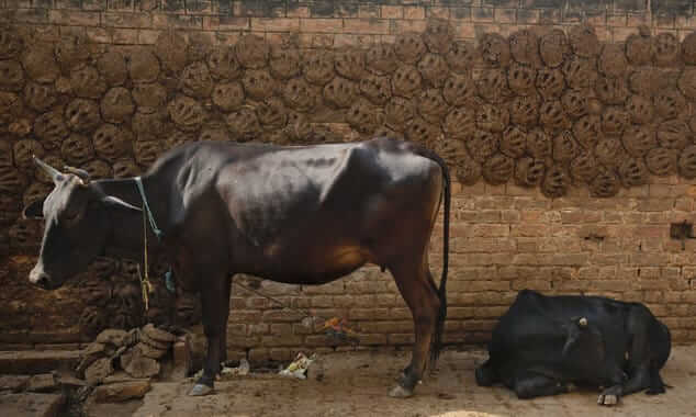 Two friends from mirzapur earning through cow dung