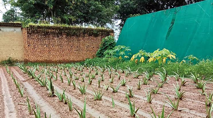 Aloevera farming