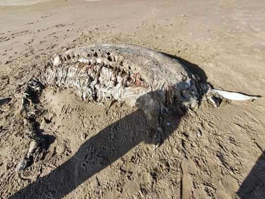 Mysterious creature found near a beach in Britain
