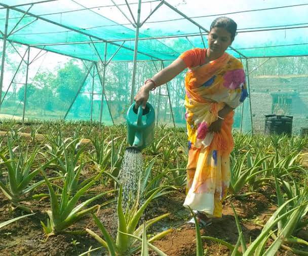 Aloevera Village