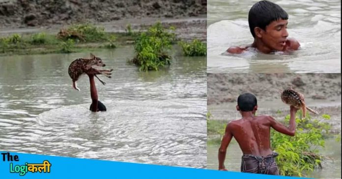 boy saved drowning baby deer i