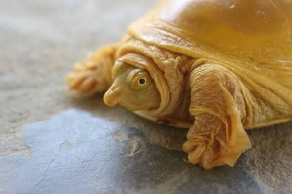 Golden Turtle found in Nepal