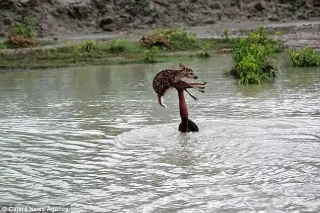  boy saved drowning baby deer i