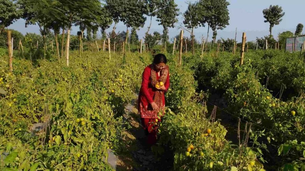 Kanaklata is growing tomatoes by new method of farming