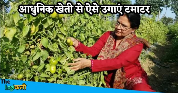 Kanaklata is growing tomatoes by new method of farming
