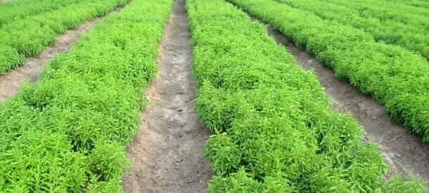 Farming of stevia for making sugar free products by Swati