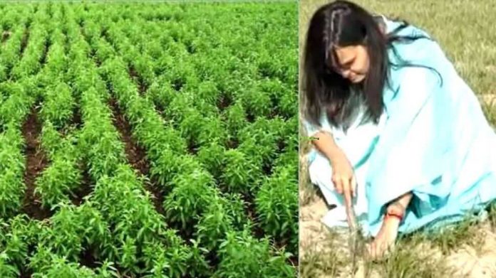 Farming of stevia for making sugar free products by Swati