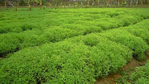 Farming of stevia for making sugar free products by Swati