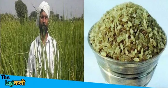 Telangana farmers is growing Magic rice