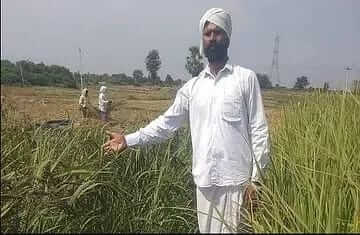 Telangana farmers is growing Magic rice