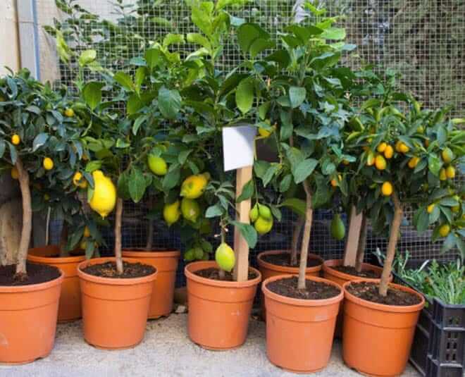 Useful tricks to grow lemons in pot