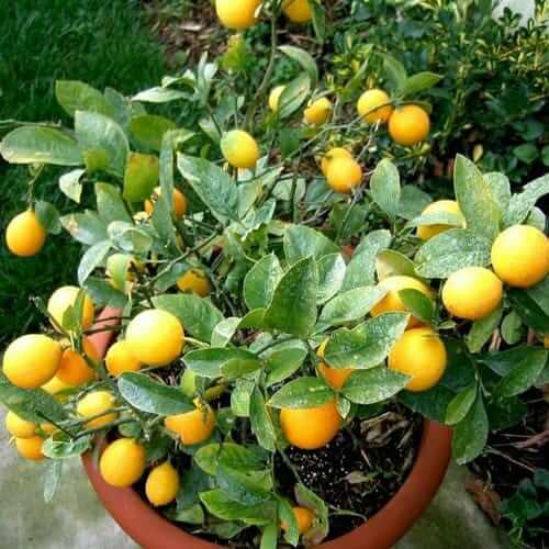Useful tricks to grow lemons in pot
