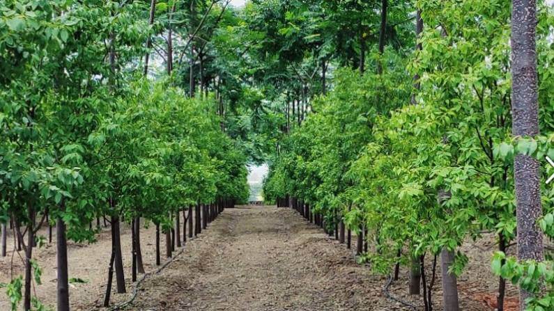 Sandalwood Farming is a better option for having a very vast profit in farming